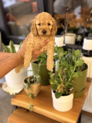 GÜZEL POODLE KIZIMIZ - Toy Poodle - İzmir