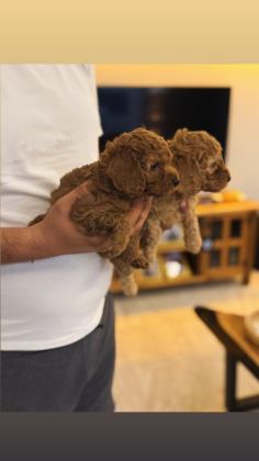 GÜZEL POODLE KIZIMIZ - Toy Poodle - İzmir