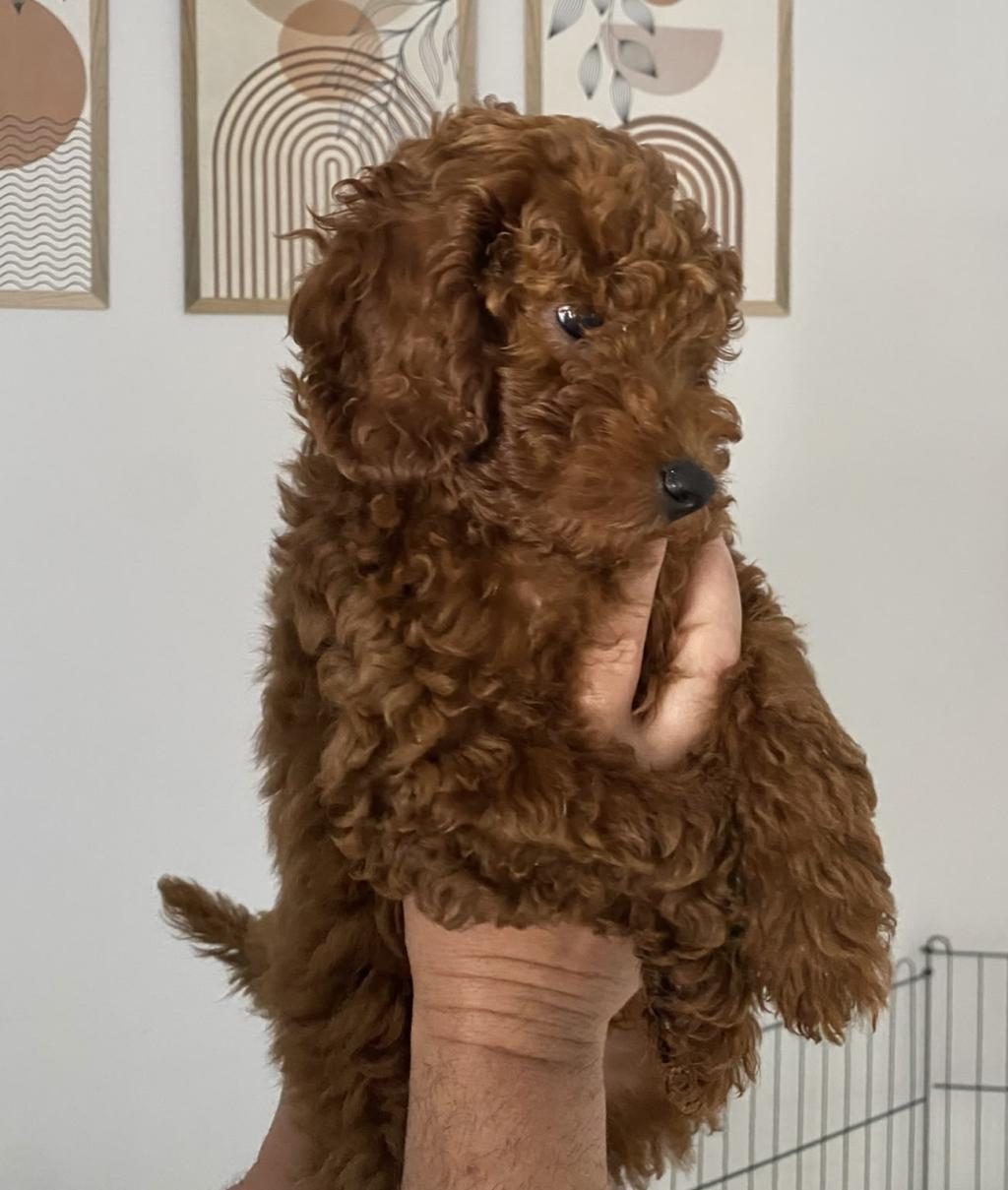 DİŞİ-ERKEK TOY POODLE YAVRULARIMIZ