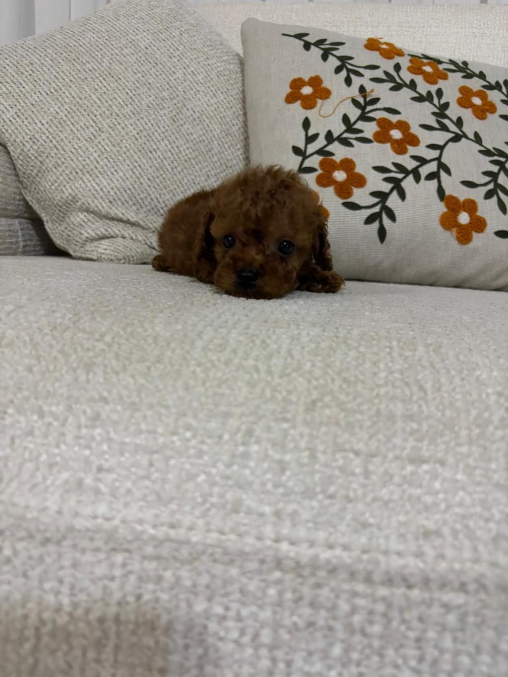 TOY POODLE REZERVEYE AÇIK