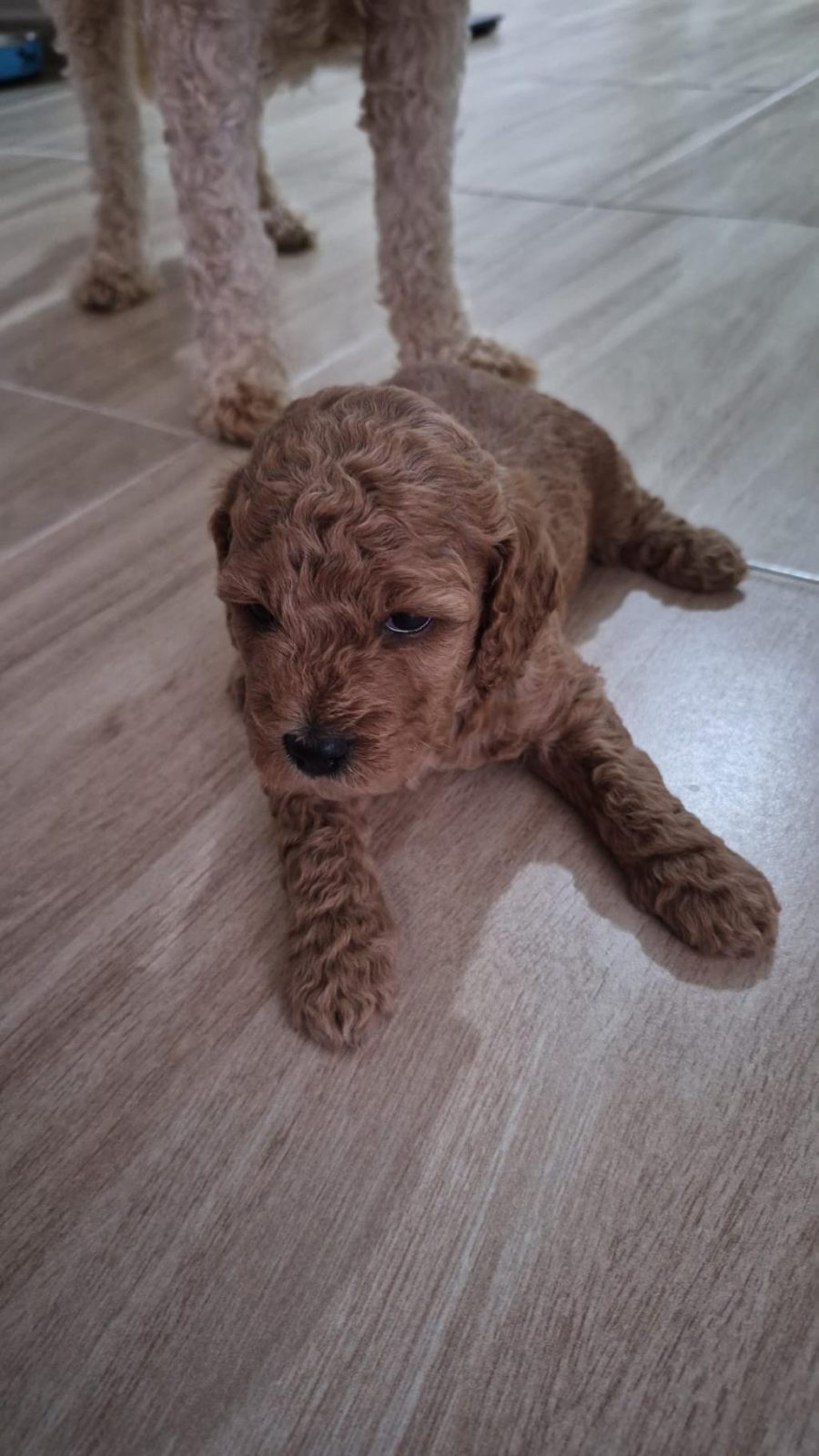 TOY POODLE TUVALET EĞİTİMLİ YAVRULAR