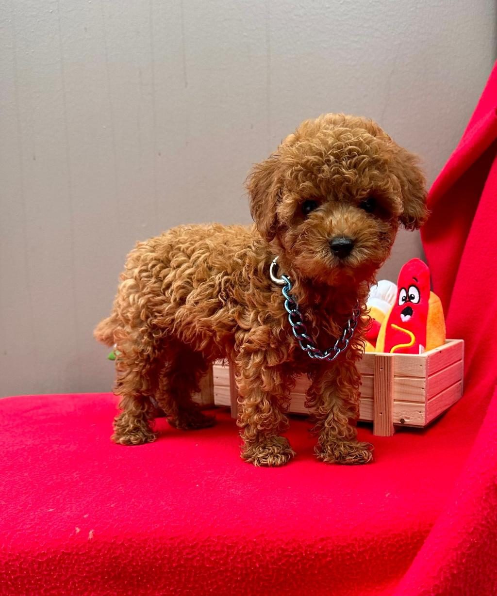 SAFKAN TOY POODLE YAVRULARIMIZ