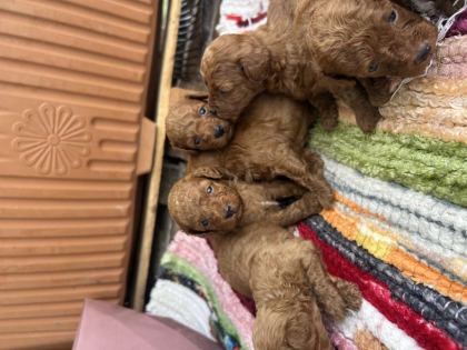 TOY POODLE KORE KAN - Toy Poodle - Adana