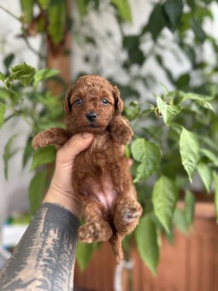TOY POODLE KORE KAN - Toy Poodle - Adana