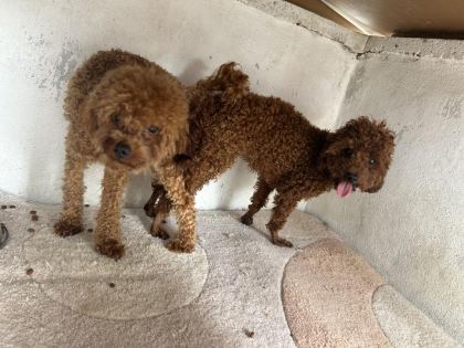 TOY POODLE KORE KAN ESLEME İLANI - Toy Poodle - Adana