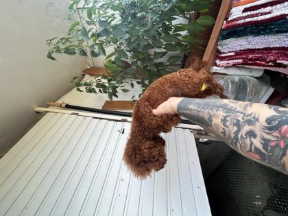 TOY POODLE KORE KAN ESLEME İLANI - Toy Poodle - Adana
