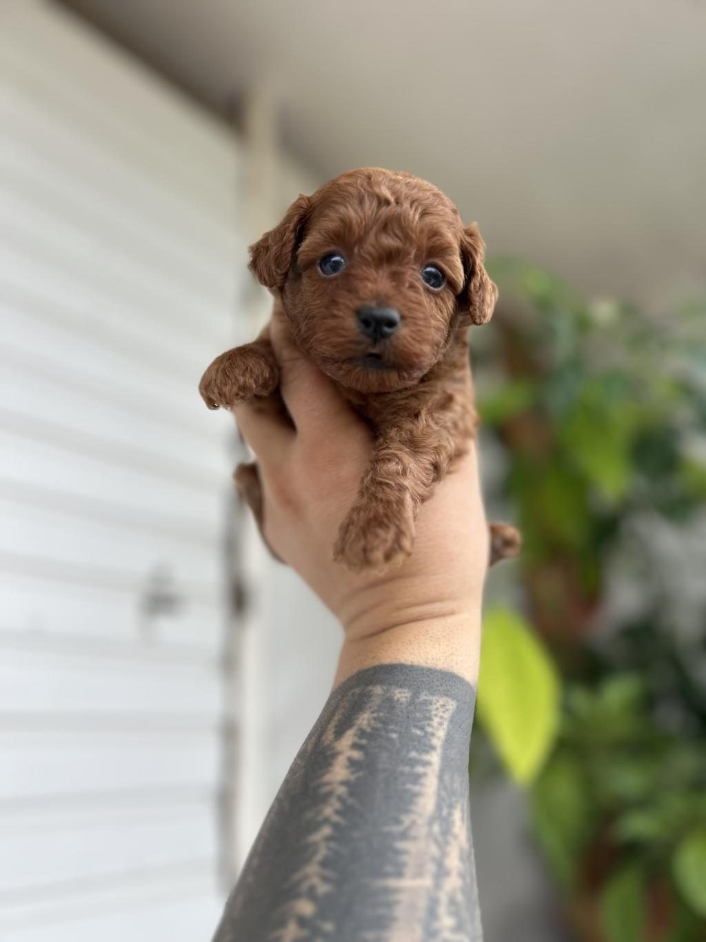 TOY POODLE KORE KAN