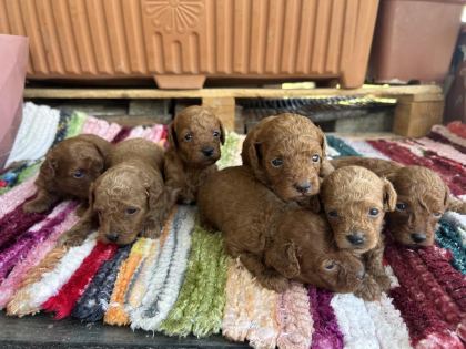 TOY POODLE KORE KAN - Toy Poodle - Adana