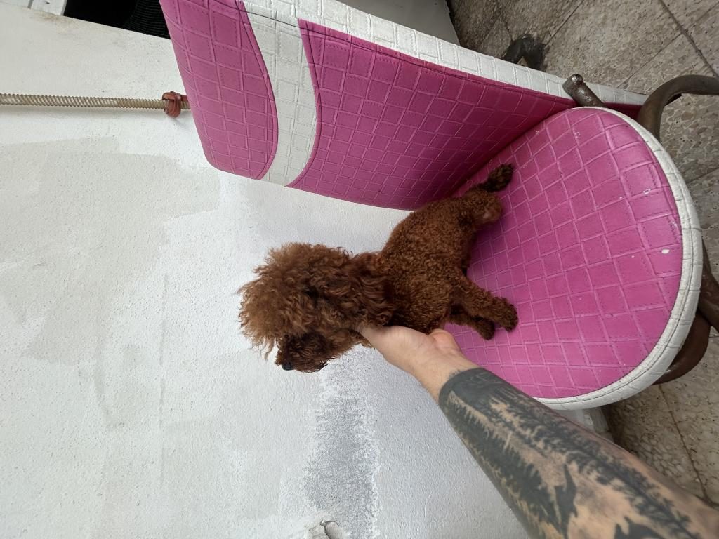 TOY POODLE KORE KAN ESLEME İLANI