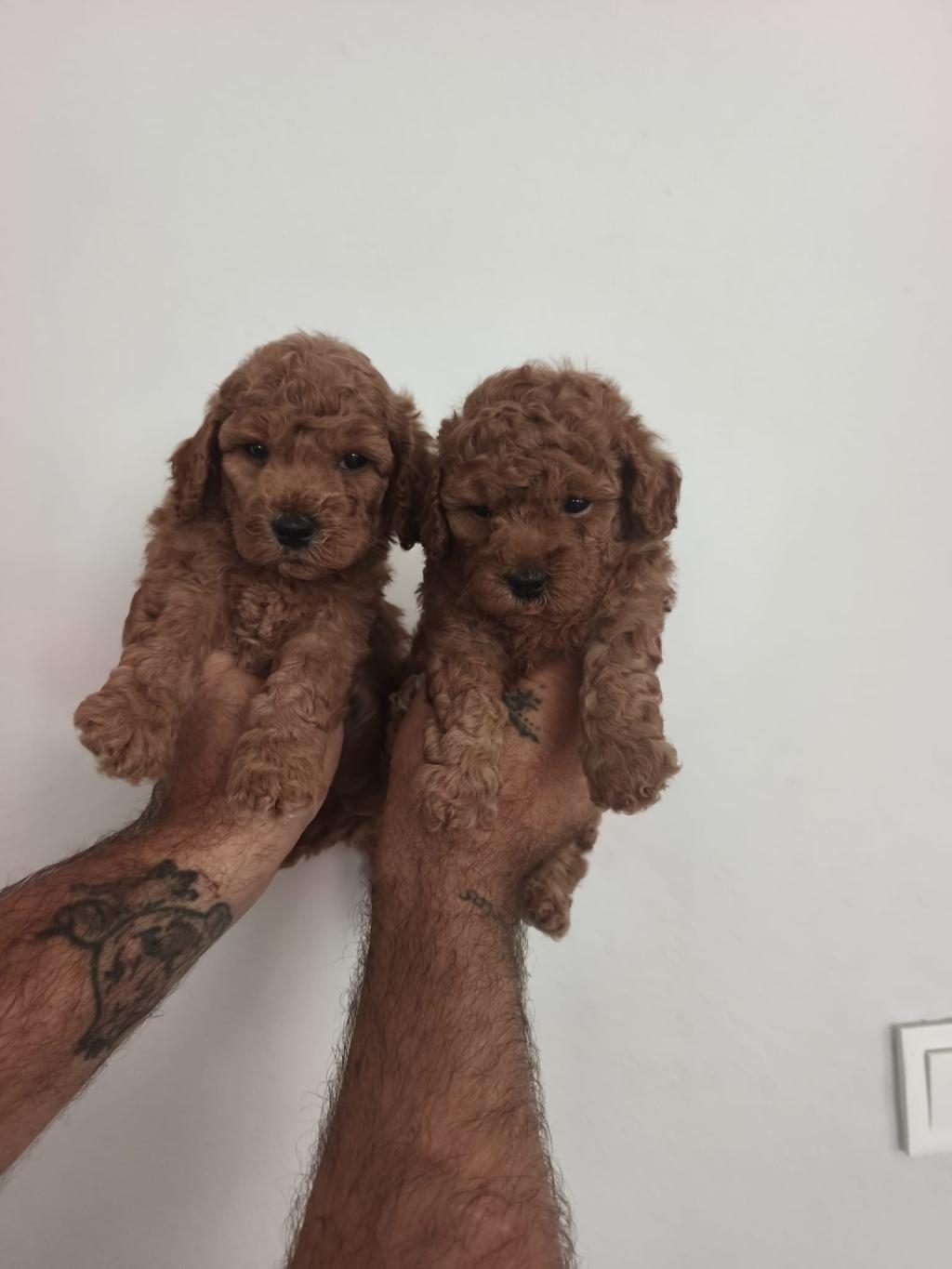 TOY POODLE BEBEKLER