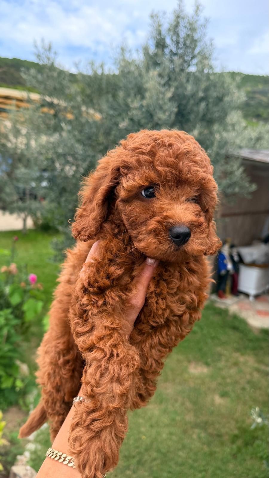 POODLE BEBEKLER