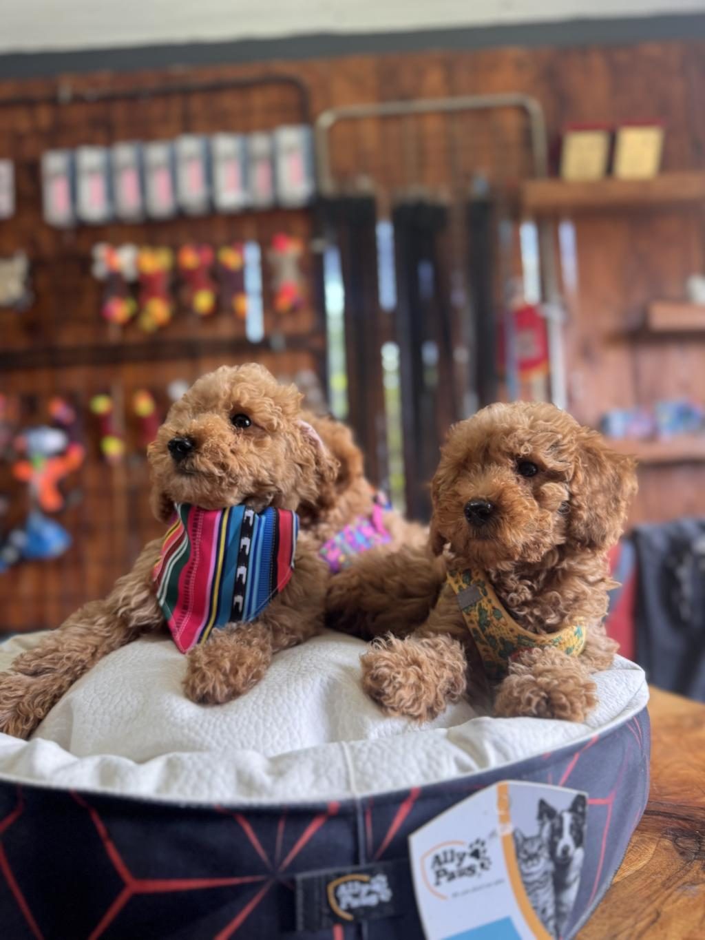 DEV KAMPANYA MİNİK BEDENLER TOY POODLE