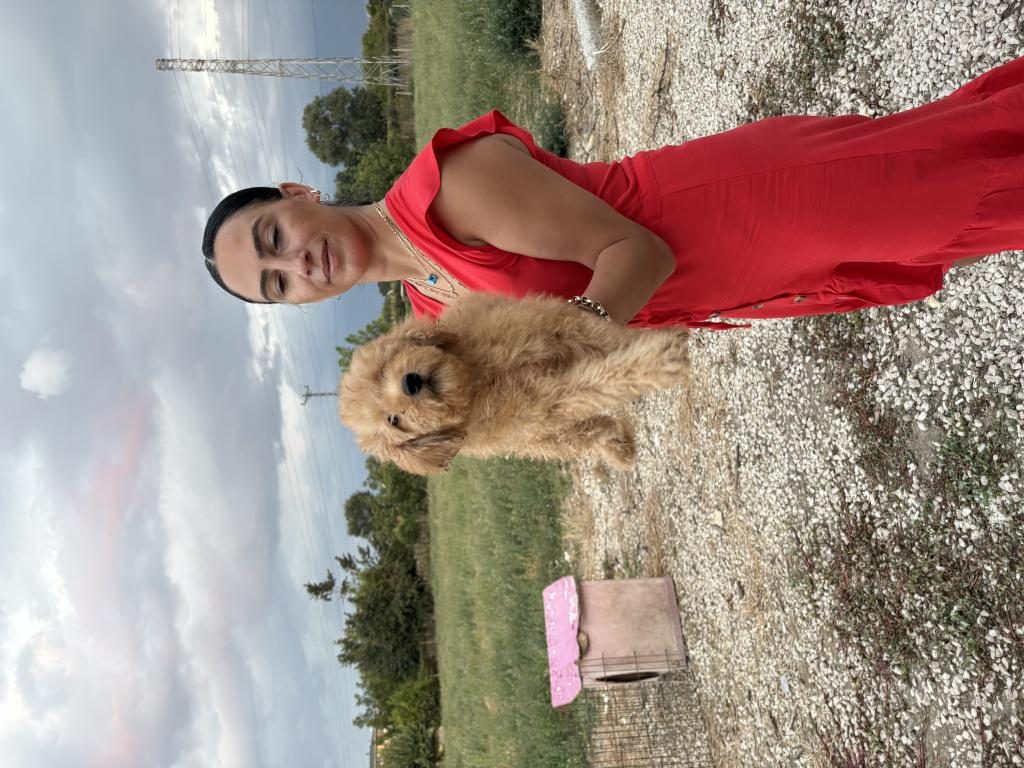 TOY POODLE YAVRULARIM SAĞLIK VE ARIK GARANTİLİDİR