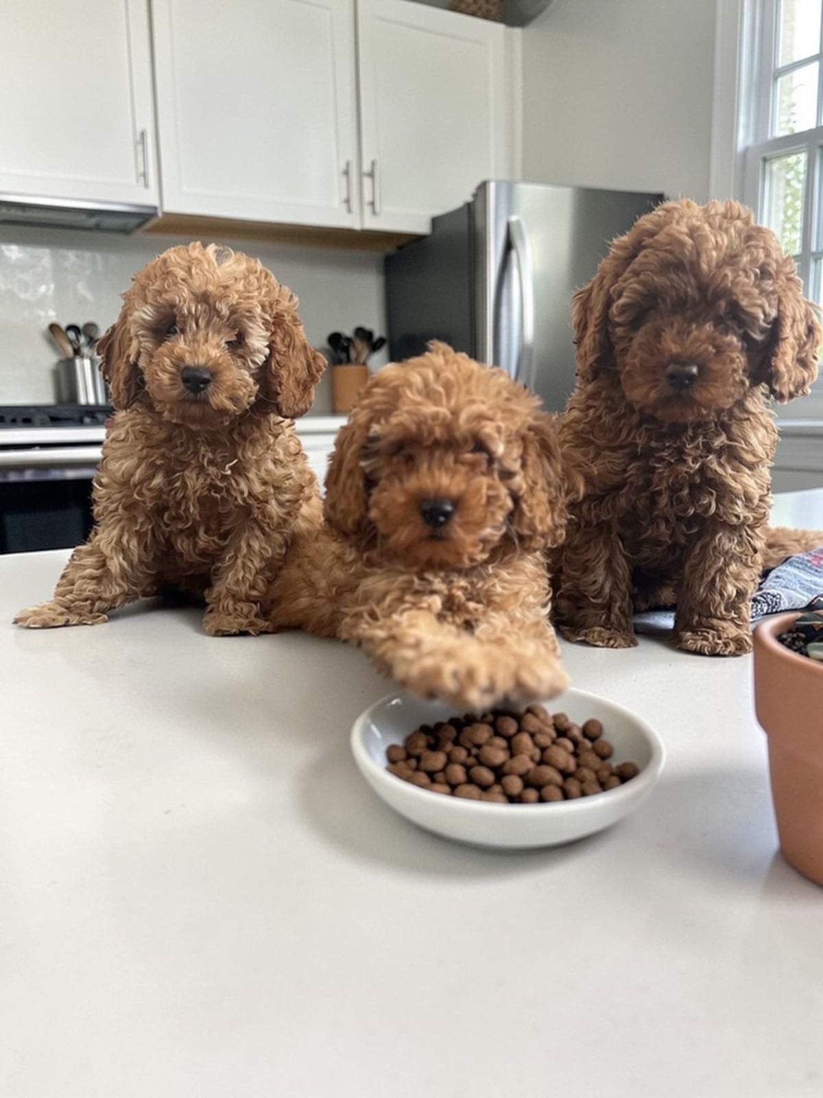 Toy Poodle Özellikleri