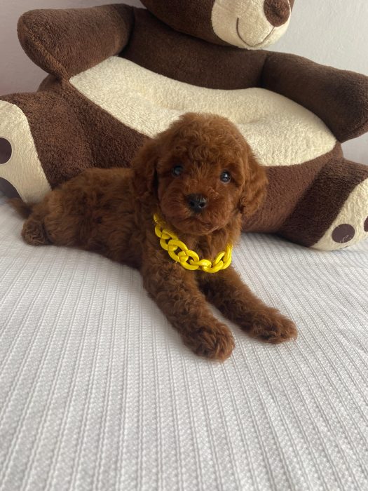 Lizza toy Poodle